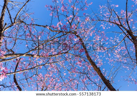 Pink Sakura flower blooming on sky background