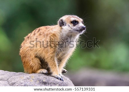 Meerkat (Surikate) Playing in near deserted forest.