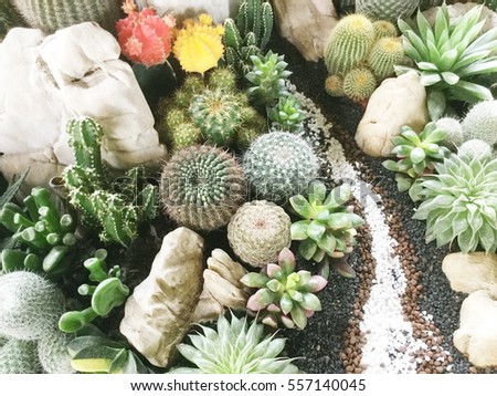Cactus in tray stone garden decoration