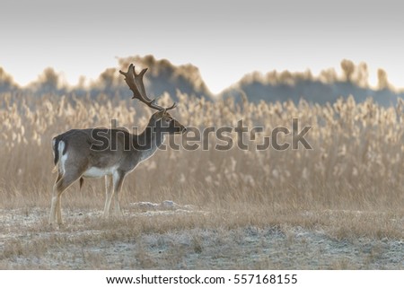Fallow deer walking through nature