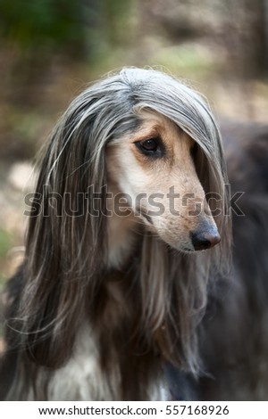 Afghan Hound portrait