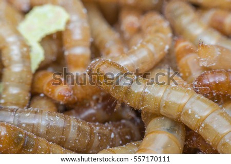 Macro of Mealworm is a food for bird and fish in worm farm