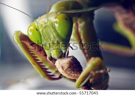 A macro shot of an Australian Praying Mantis eating a cricket