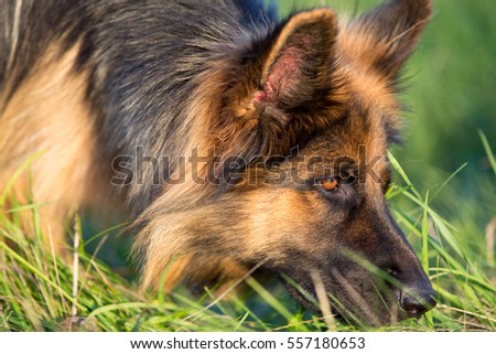 German shepherd tracker dog working outdoor Royalty-Free Stock Photo #557180653