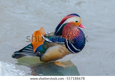 The mandarin duck (Aix galericulata)