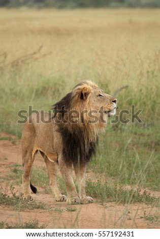 Vertical photo of Transvaal lion or Southeast African lion, Panthera leo krugeri, black-maned male sniffing in the air. Timbavati reserve, Kruger area, South Africa.