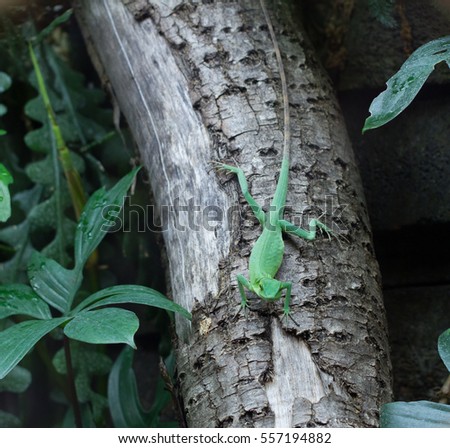 mountain lizard sat basking on a tree 