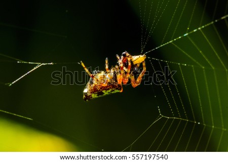 Closeup or Macro of orange and black spider wrapped prey the adjacent fibers web from back side.