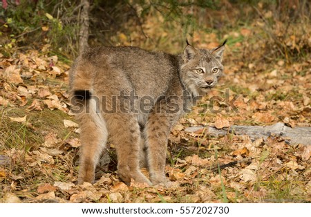 Canada lynx, Canadian lynx, with forest in background and fall foliage