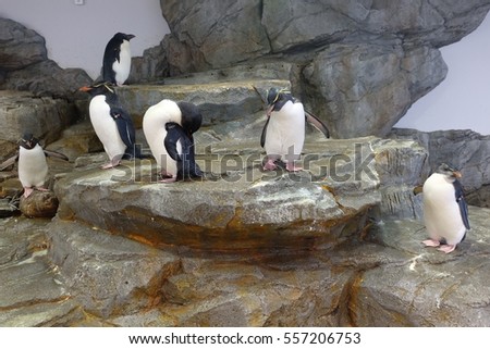 Penguins in the zoo, Japan.