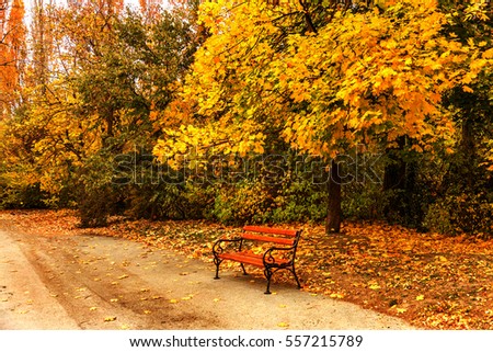 Wooden benches from the city park in the autumn colorful fallen leaves with sunny autumn day. City park in autumn