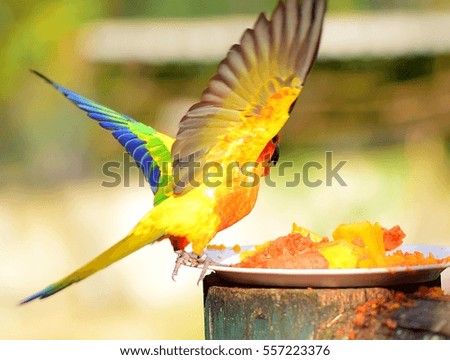 Sun conure parrot flying
