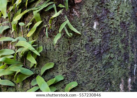 Parasite plant