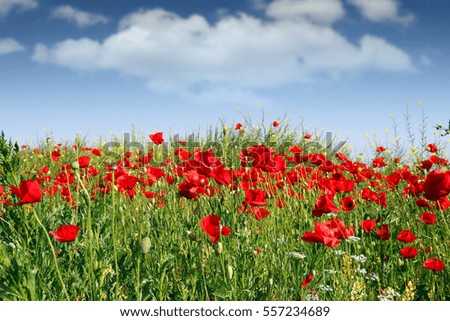 poppies flowers meadow spring season