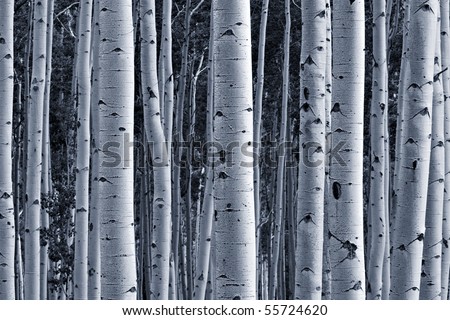 Aspen forest Royalty-Free Stock Photo #55724620