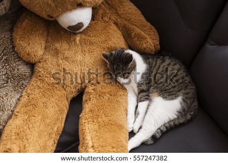 a sweet cat sleeping near a sleepy bear