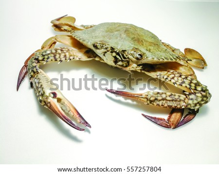 Close-up photo of fresh raw flower crab (Portunus pelagicus) also known as blue swimming sea crab, famously fresh seafood in the market.