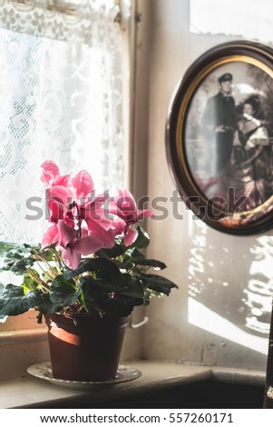 A pot of pink flowers on the windowsill under an old picture 