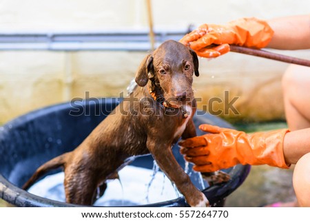 Portrait of brown nova scotia duck tolling retriever puppy dog showering and grooming in the bucket