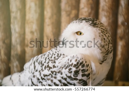 snow owl turn head