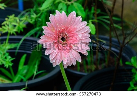 Beautiful pink Gerbera with drops  in garden 