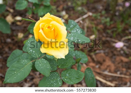 Yellow rose flower in the garden