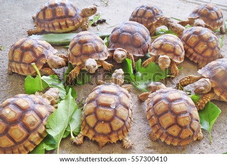 Group of Baby African spurred tortoise eating mulberry leaves
,Close up African spurred tortoise resting in the garden, Slow life,Tortoise sunbathe on ground with his protective shell                 