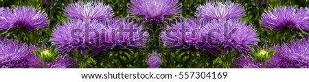 panorama lush fresh purple flowers asters growing in the flower bed in the afternoon