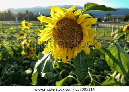 sunflower with blur background