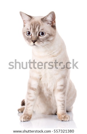 white scottish cat with blue eyes on white background