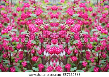 Abstract arrangement of red flowers overhead view. Flat lay of petals creative bohemian mandala for social media timeline, invitation greeting card, vintage wedding blog. Image with symmetry filter
