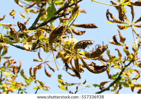   brown ripe fruit chestnut hanging on a tree in autumn season. Photo taken closeup. In the background one can see the blue sky and withered foliage