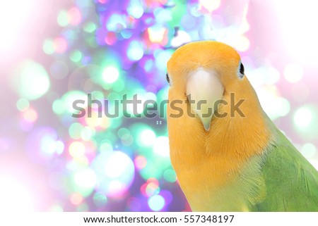 lovebird on Blurred fairy lights background