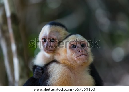 Capuchin Monkeys - Miguel Antonio National Park, Costa Rica. 