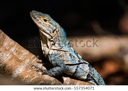 Lizard - Miguel Antonio National Park, Costa Rica. 