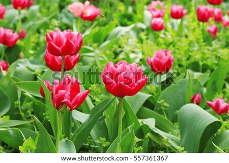 Pink tulips in a green spring garden