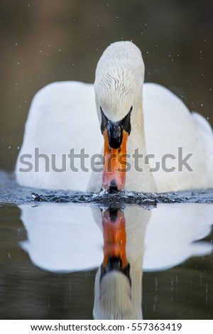 A large Mute Swan swims quickly pushing lots of water and making a small splash on a calm pond with a reflection.