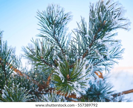 pine tree in winter,branch, white, frost, wood, nature, tree