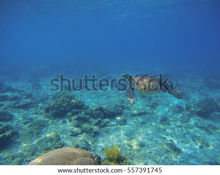 Sea turtle in turquoise blue water. Snorkeling or diving with tortoise. Wild green turtle in tropical lagoon. Sea environment with animals and seaweed. Vibrant turquoise blue water. Oceanic ecosystem