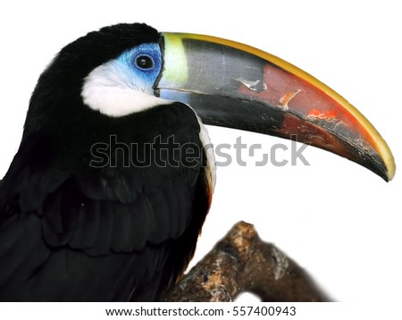 Colorful tucan isolated