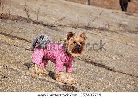Yorkshire Terrier in a pink dress on a walk.
