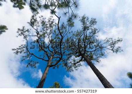 silhouette branch of tree on blue sky and soft focus