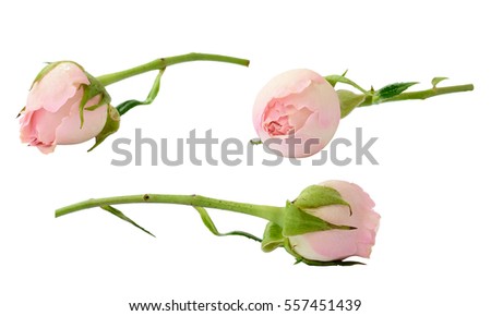 Set of pink rose flowers isolated on white Royalty-Free Stock Photo #557451439
