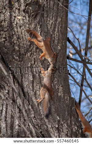 Two kissing squirrel on a tree against the blue sky