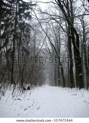 photo with a winter landscape background the European forest scenery, as the source for design and art print