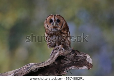 Tawny Owl - Studio Image