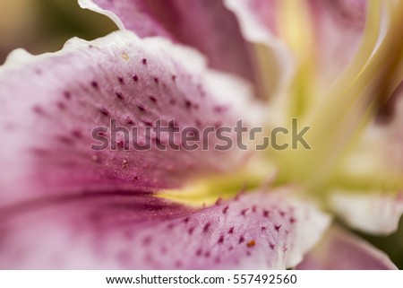 Macro photography of a lily alive in the middle of dried flowers