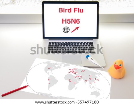 Desk with laptop world map medical thermometer and rubber duck. Several countries are marked on the map indicating bird flu outbreaks. The screen shows avian influenza medical terms. 
