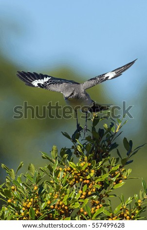 Northen Mockingbird takings off branch