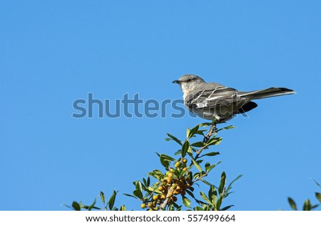 Northen Mockingbird perched on branch